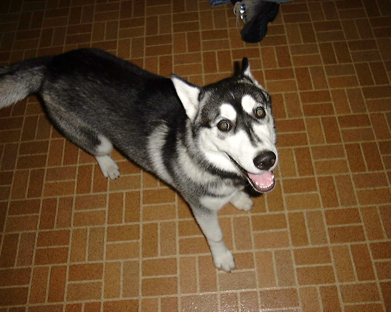 hi